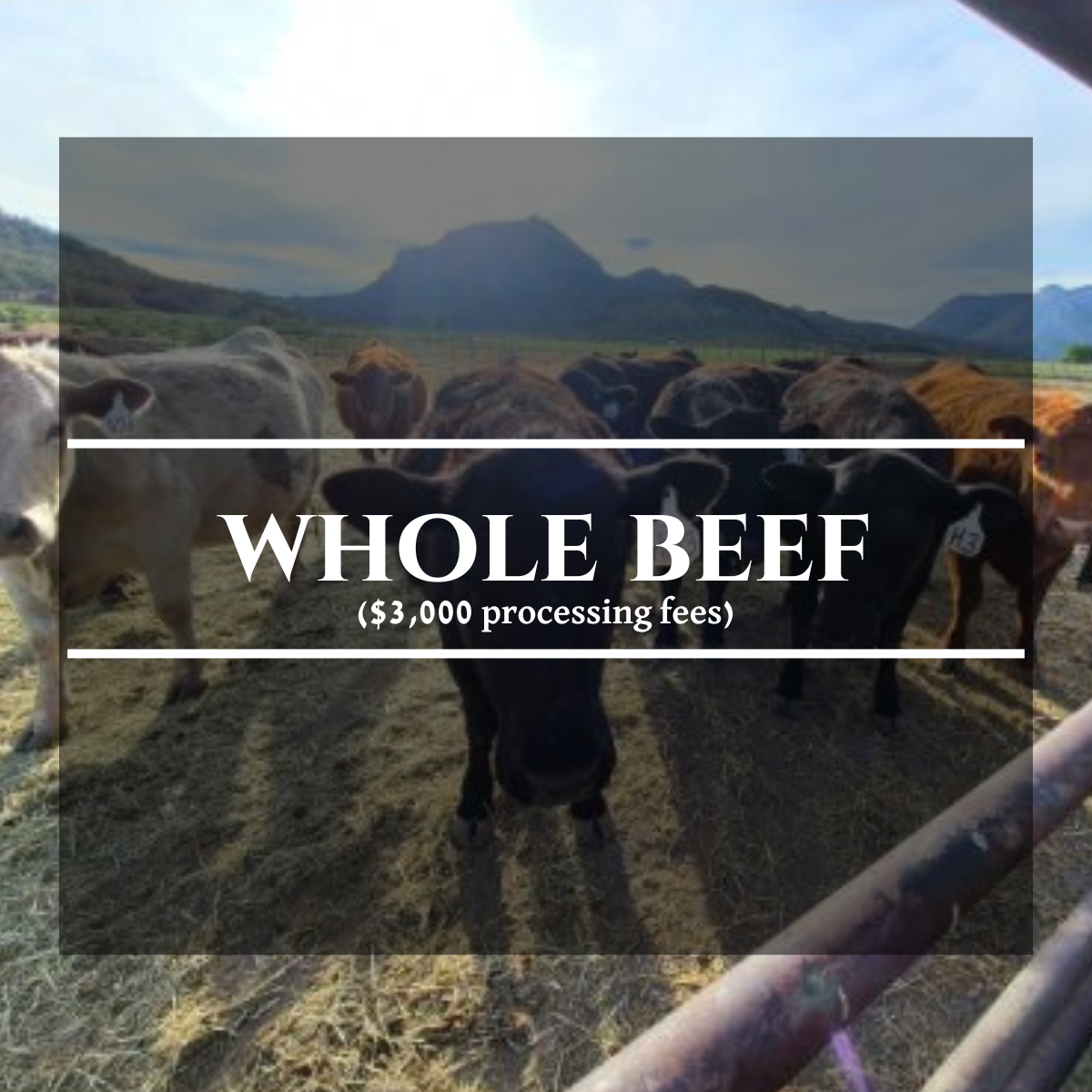 Grass-finished Beef Whole Share ~400 lbs