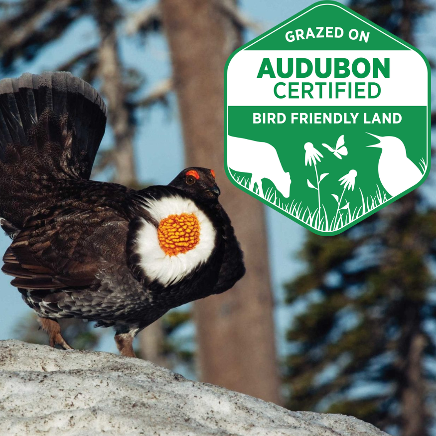 Audubon Certified bird friendly grassfed beef in colorado